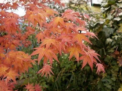 Autumnal leaves maple leaf arboretum photo