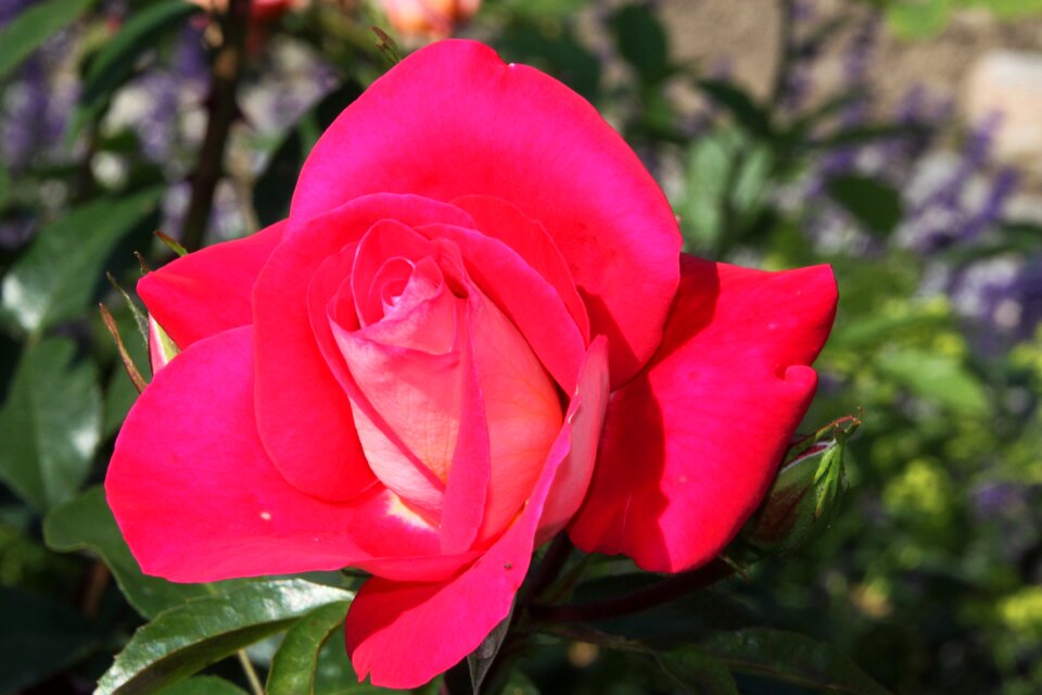 Nature flower summer flower