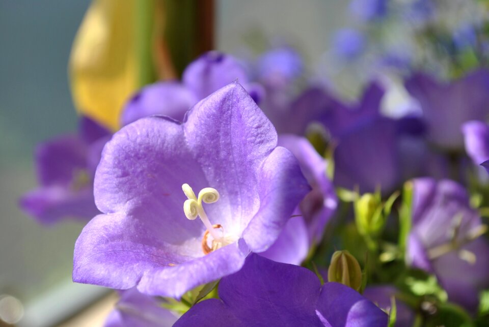 Bloom balcony plant close up