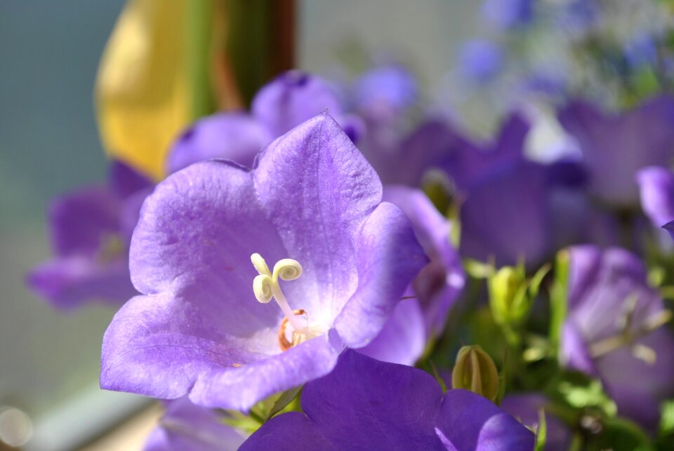 Bloom balcony plant close up photo