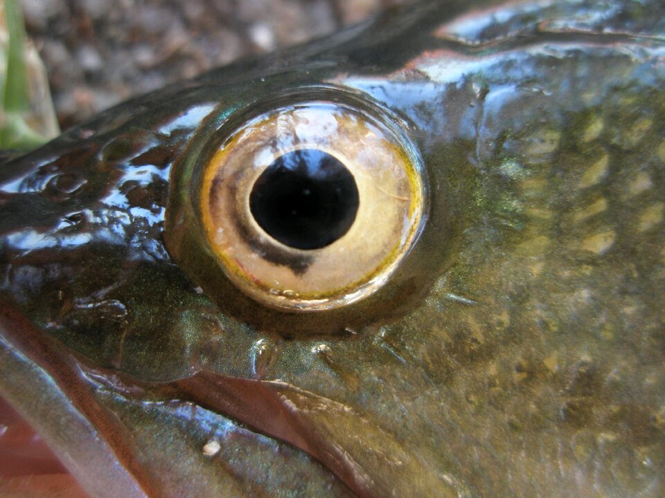 Fisheye nature animals