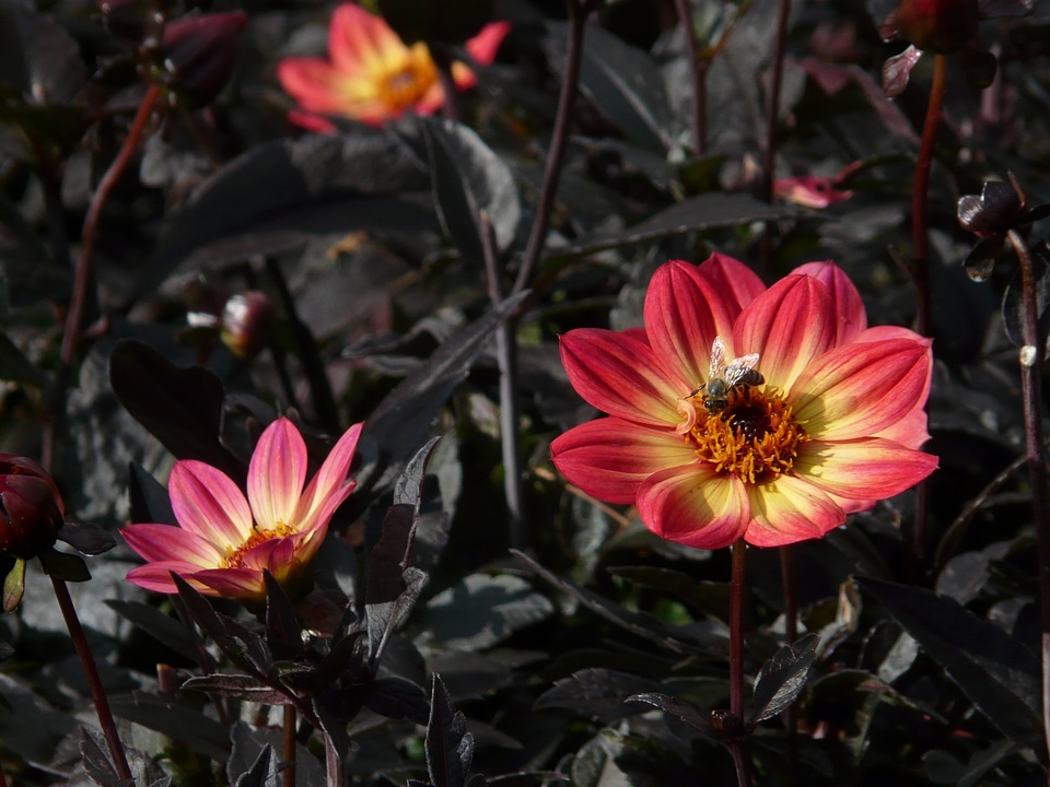 Flower blossom bloom