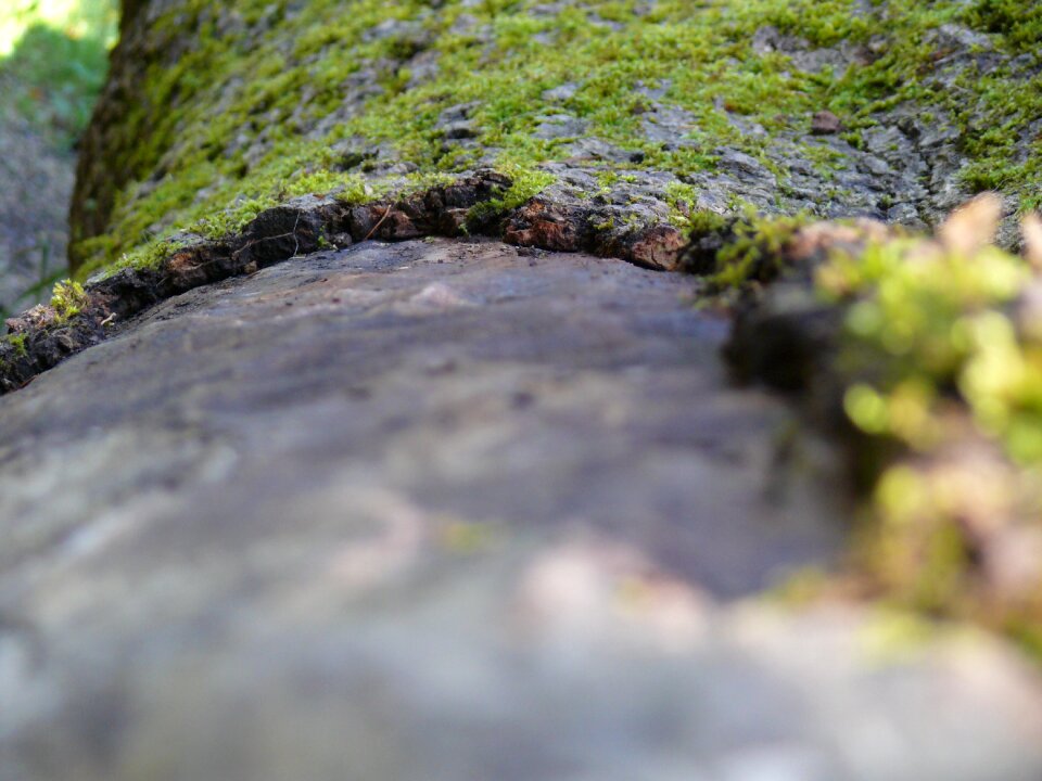 Close up structure wood
