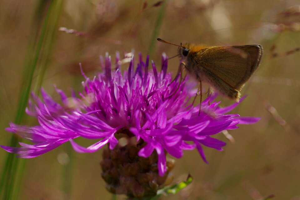 Flower and butterfly butterfly close up