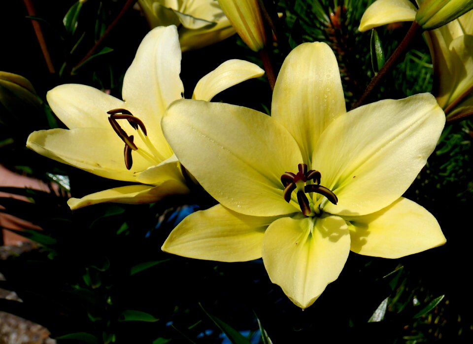 Flower blossom bloom