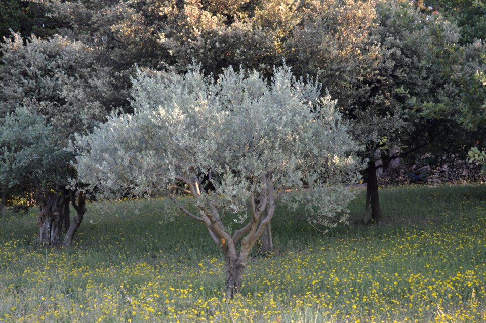 Olivier tree south