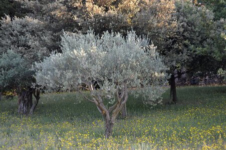 Olivier tree south
