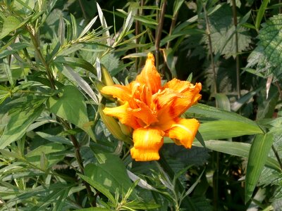 藪萱草 orange liliaceae photo