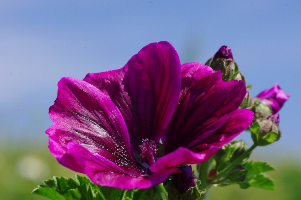 Mallow close up macro photo