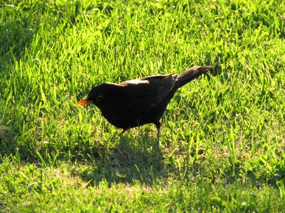 Black bird nature animals