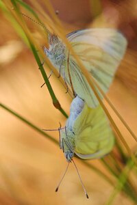 Pairing nature copulate