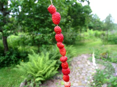 Garden plants tree