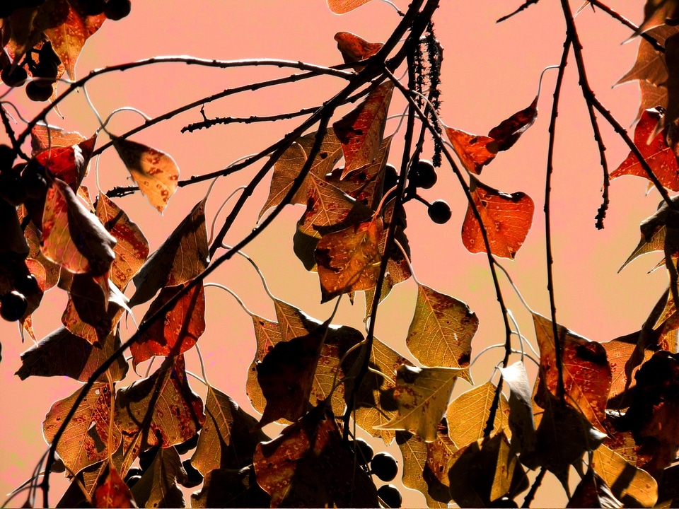 Tree fall red