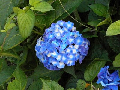 Hydrangea summer flowers blue flowers photo