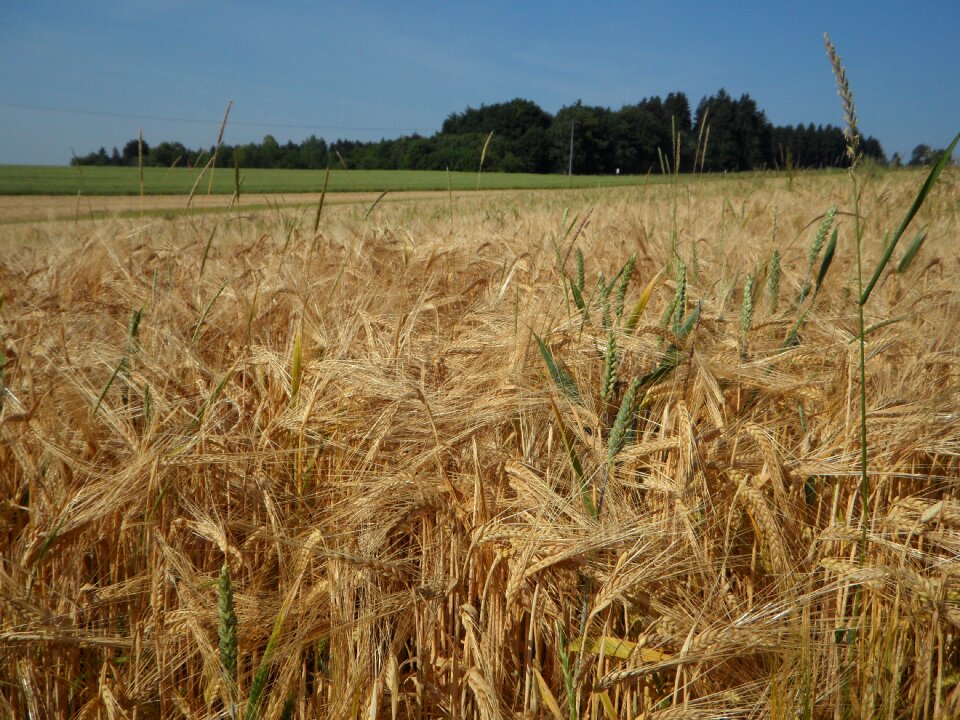 Barley agriculture summer