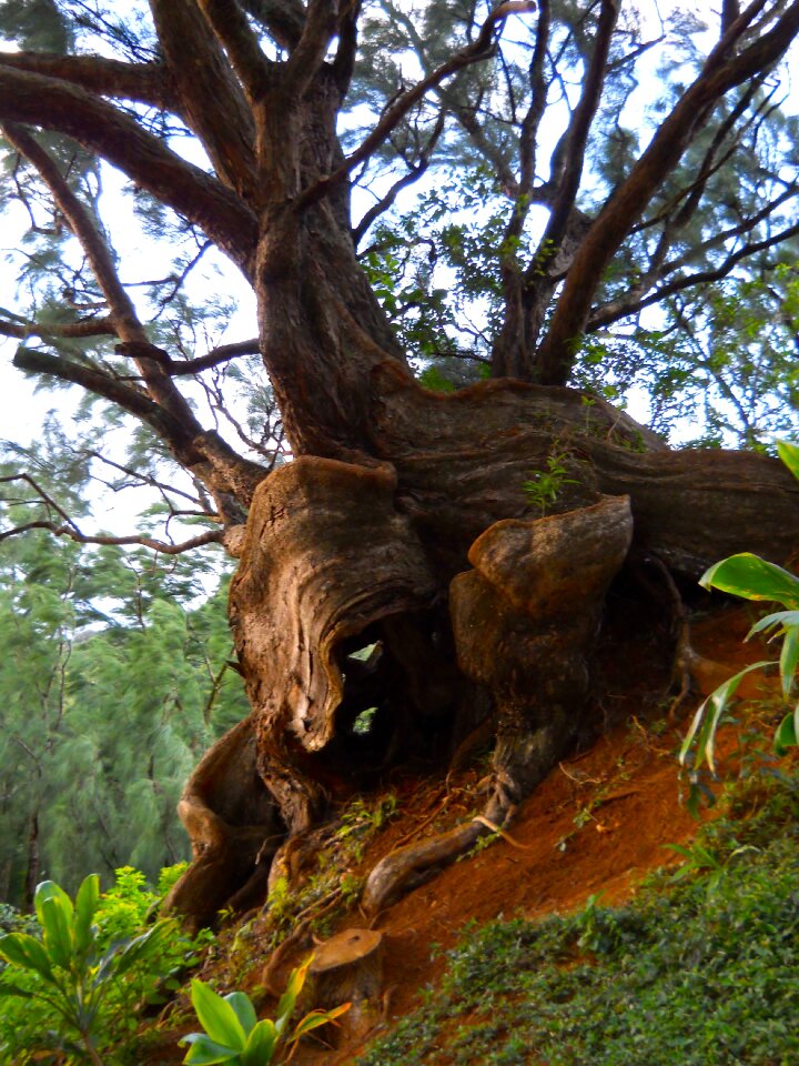 Old tree natural tropical