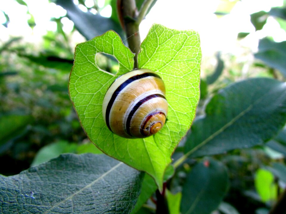 Shell animals heart