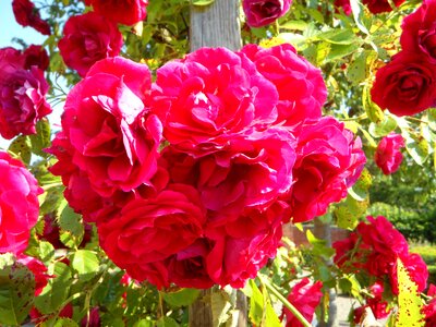 Rose trellis flowers bloom
