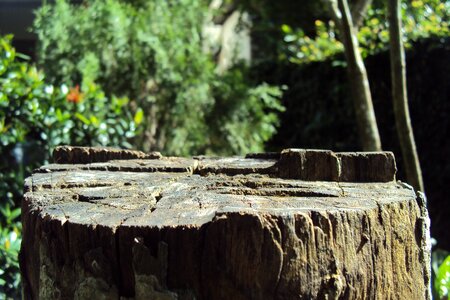 Old tree dried tree log macro effect