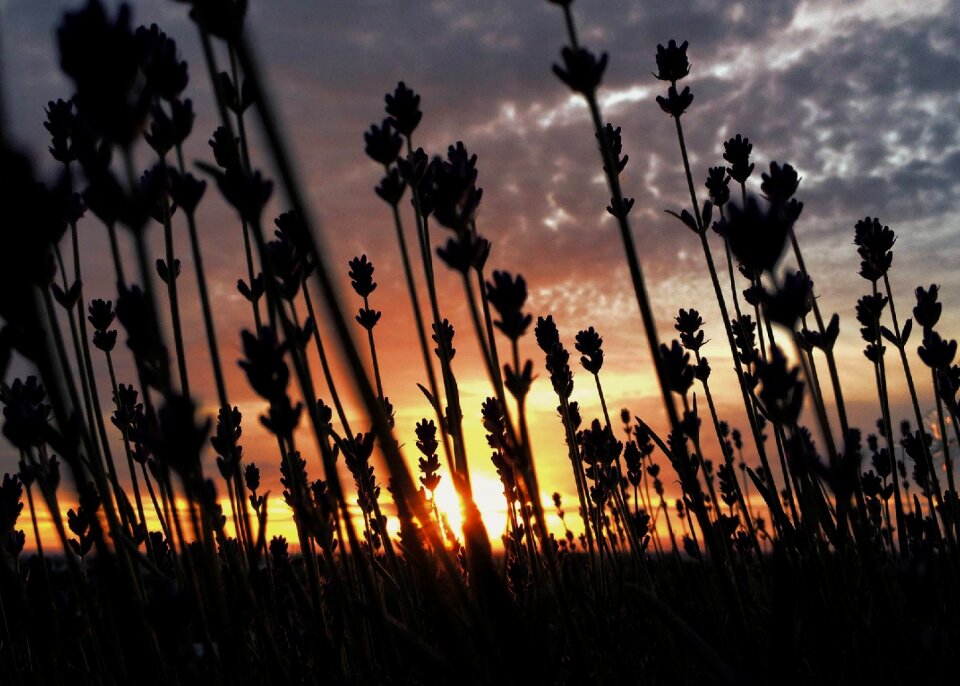 Flowers sunset sky