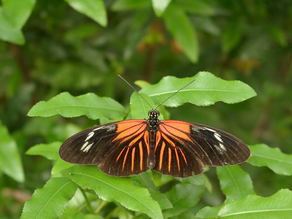 Butterfly insect nature
