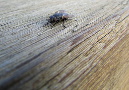 Fly insect animals