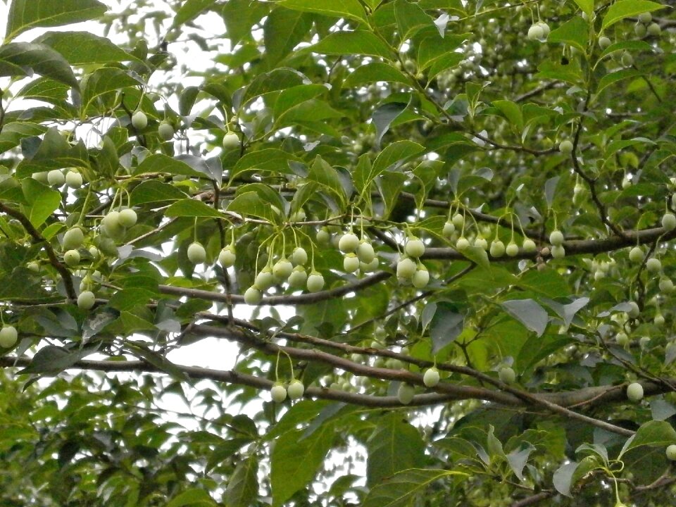 Nuts green fruit summer
