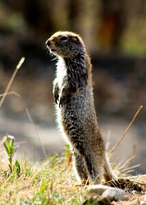 Animal standing cute photo