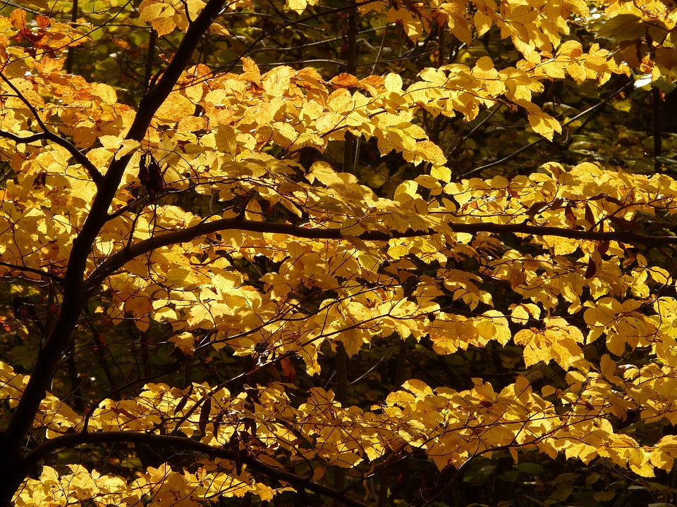 Forest golden autumn golden october