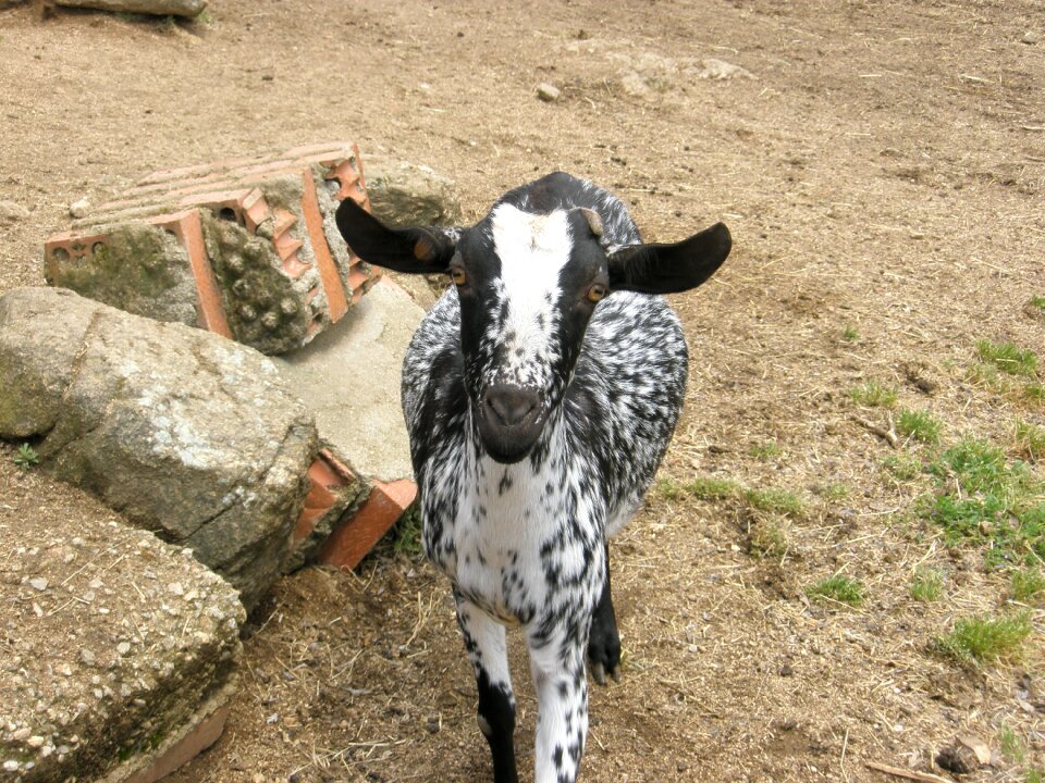 Animals farm mammals