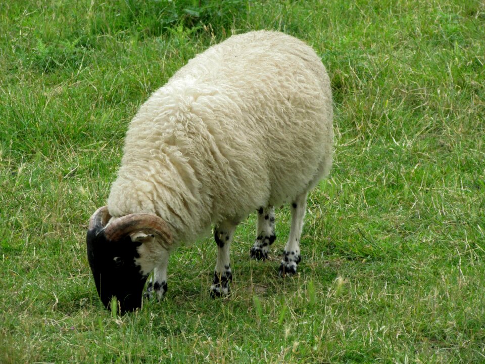 Animals farm mammals