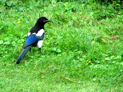 Animals raven bird pica pica