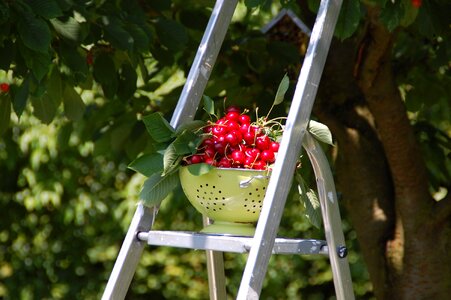 Garden harvest red fruits
