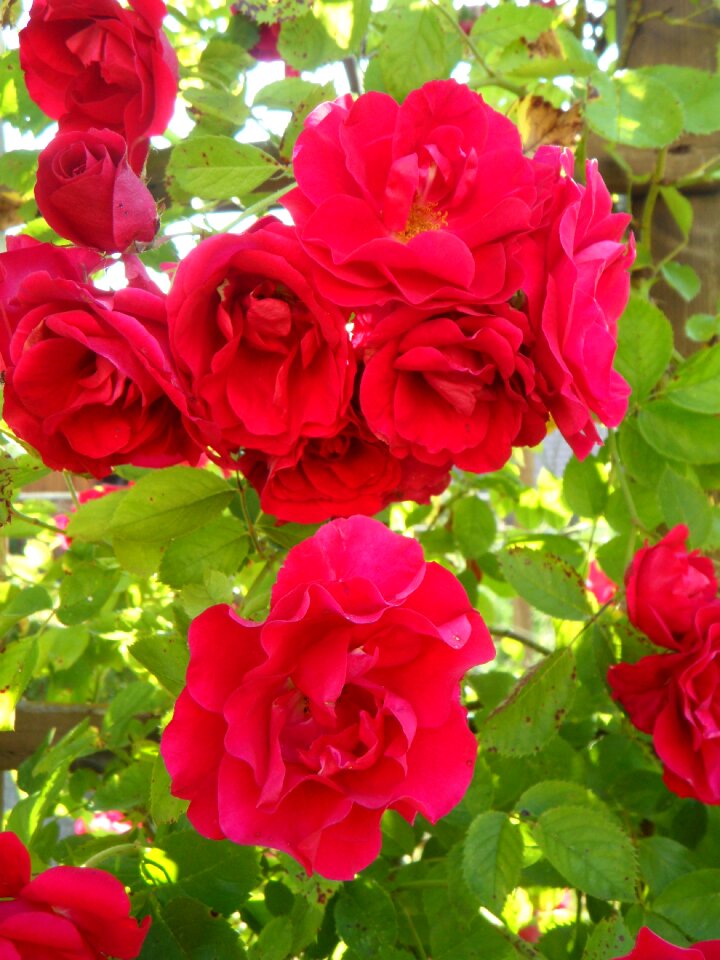 Rose trellis flowers bloom