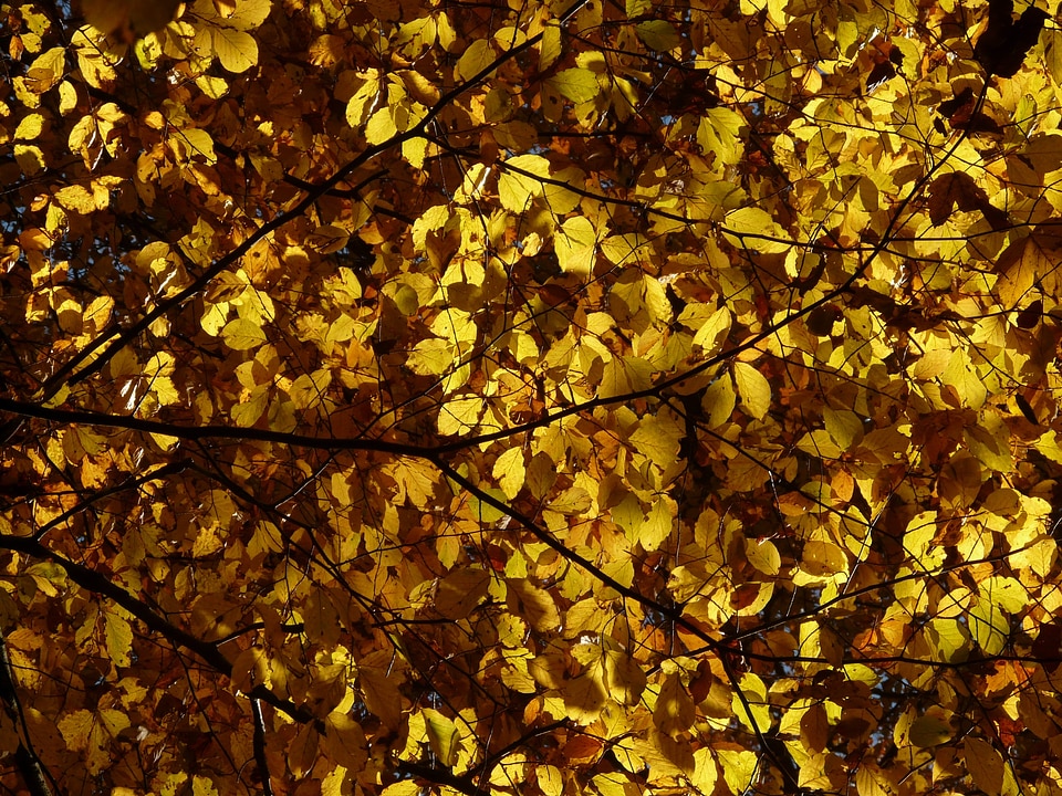 Deciduous tree golden autumn golden october