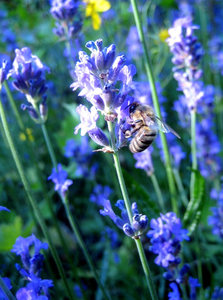 Flower summer purple