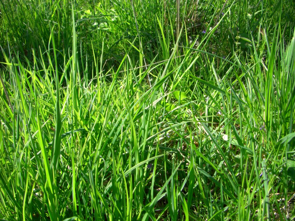Blade of grass nature grasses