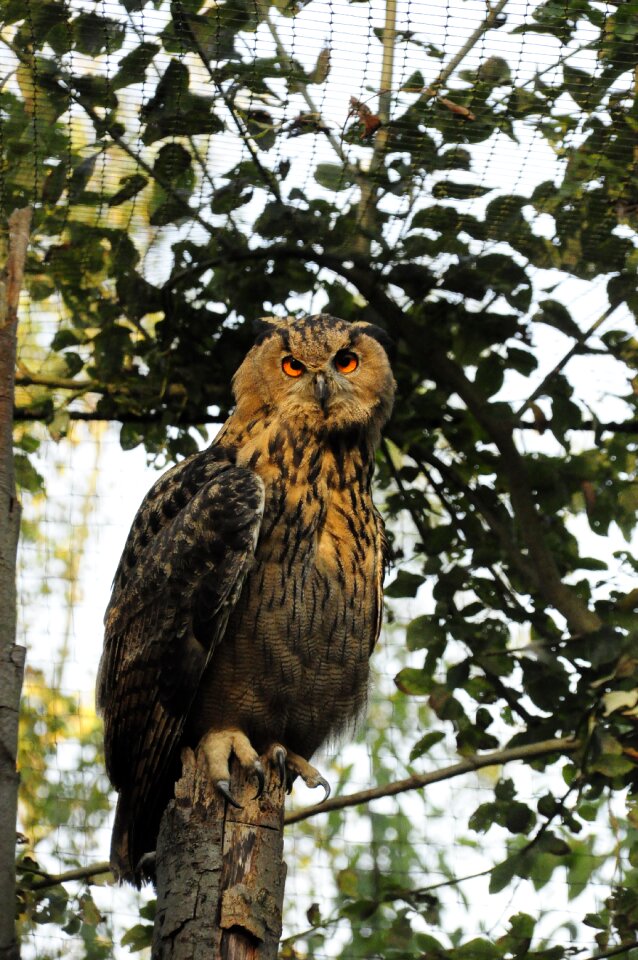 Night active bird of prey bird