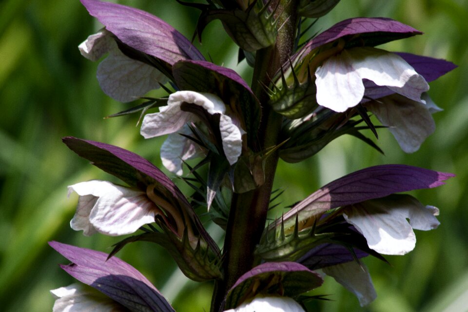 Flora plant green