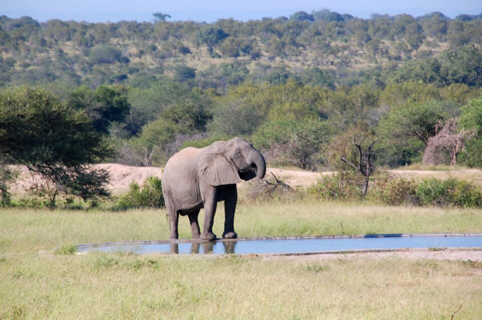 Wildlife animals elephant