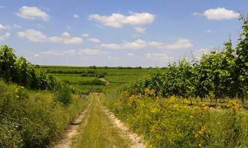 Summer vines wine landscape