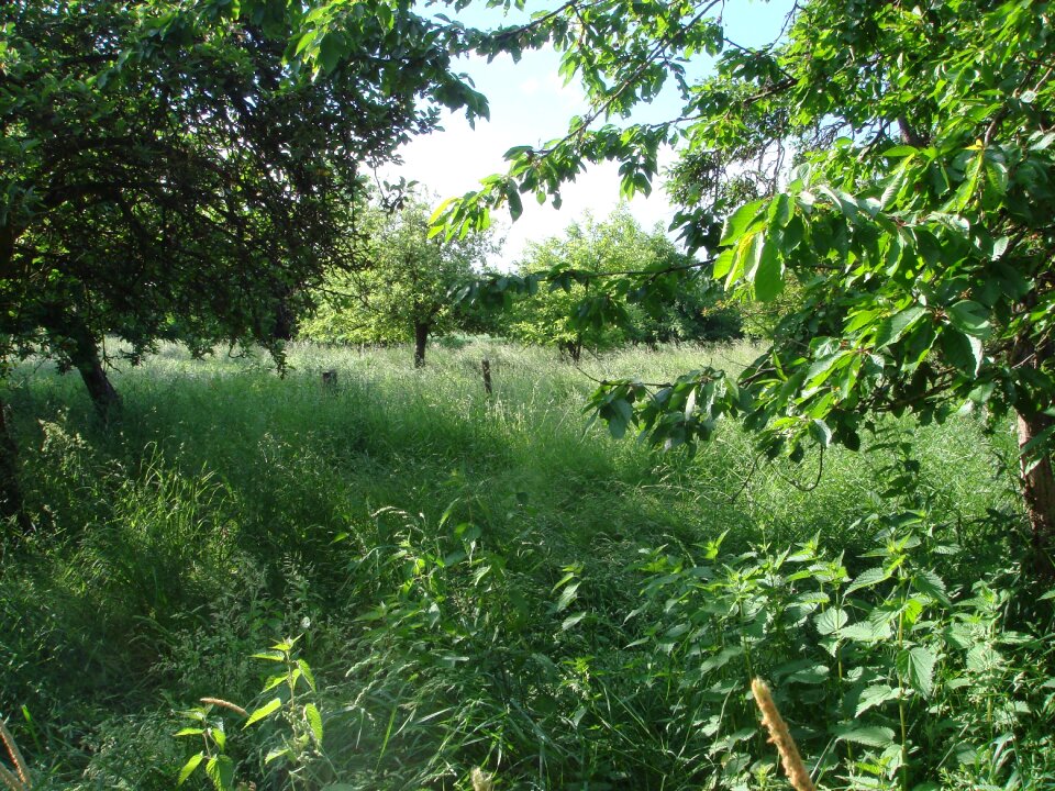 Chaos grass wild growth