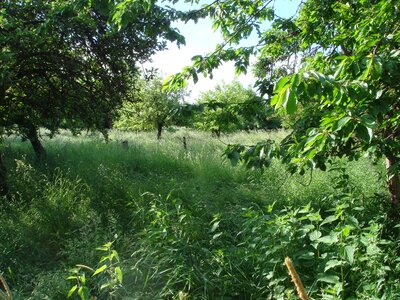 Chaos grass wild growth