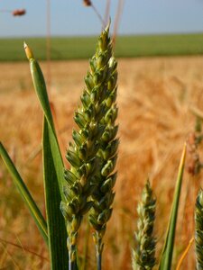 Field cornfield summer