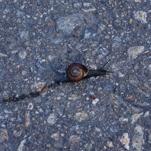 Snail mollusc slow
