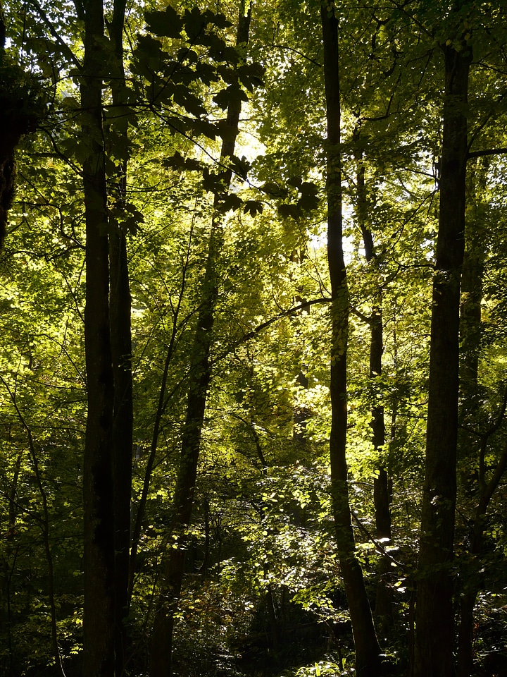 Trees incidence of light green