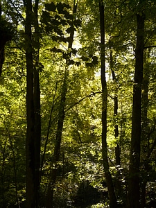 Trees incidence of light green