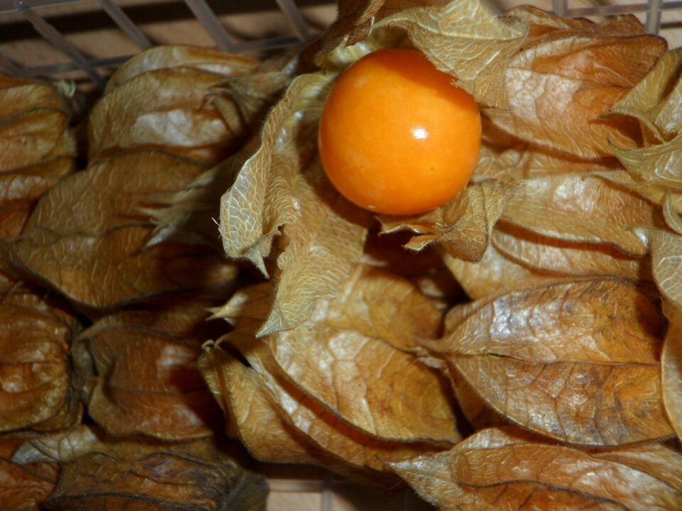 Fruits pericarp sepals