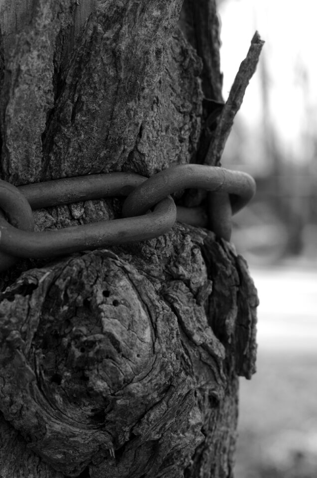Tree iron black and white