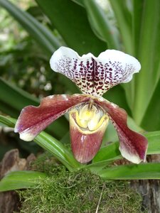 Flower orchid plant